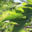 NEW! Papaya Leaf Tincture on Sale