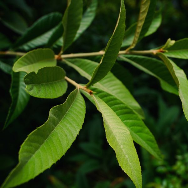 NEW! Loquat Leaf Tincture on Sale