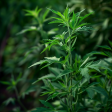 Mugwort Tincture For Cheap