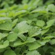 Lemon Balm Tincture Cheap