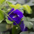 Butterfly Pea Tincture Supply