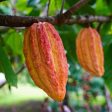 Cacao Ashwagandha Serum Sale