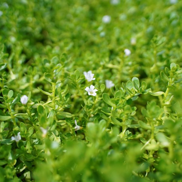 Brahmi Tincture Online